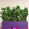 فلاور باکس افوربیا تیروکالی سایز بزرگ - Image 17