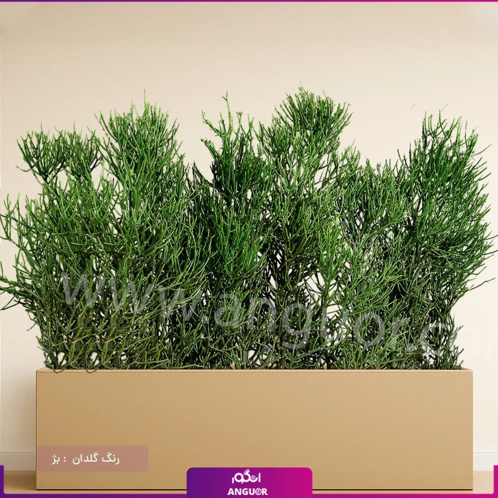 فلاور باکس افوربیا تیروکالی سایز بزرگ - Image 16