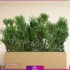 فلاور باکس افوربیا تیروکالی سایز بزرگ - Image 16