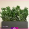 فلاور باکس افوربیا تیروکالی سایز بزرگ - Image 3