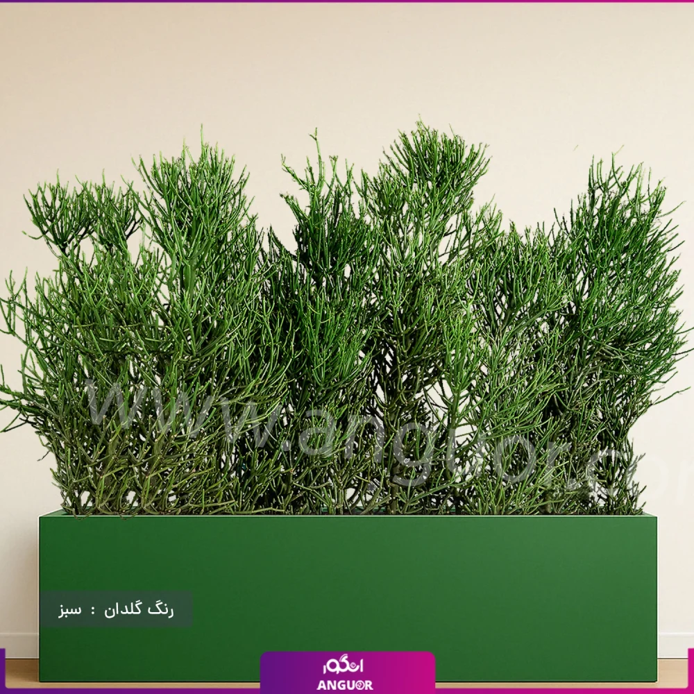 فلاور باکس افوربیا تیروکالی سایز بزرگ - Image 4