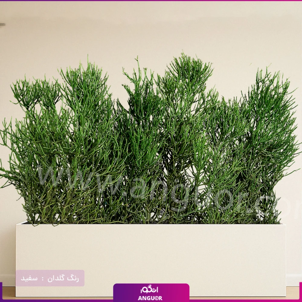 فلاور باکس افوربیا تیروکالی سایز بزرگ - Image 5