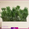 فلاور باکس افوربیا تیروکالی سایز بزرگ - Image 5