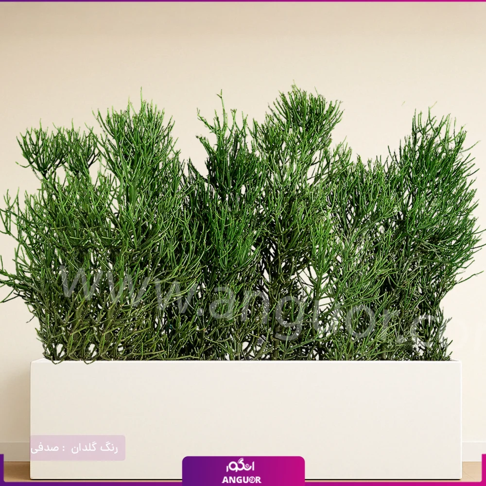 فلاور باکس افوربیا تیروکالی سایز بزرگ - Image 6
