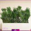 فلاور باکس افوربیا تیروکالی سایز بزرگ - Image 6
