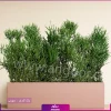 فلاور باکس افوربیا تیروکالی سایز بزرگ - Image 18