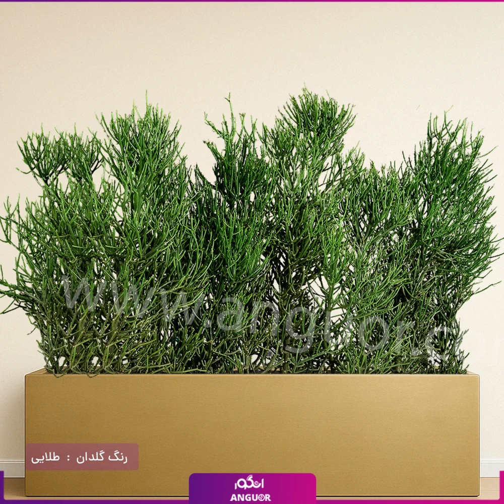 فلاور باکس افوربیا تیروکالی سایز بزرگ - Image 7