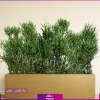 فلاور باکس افوربیا تیروکالی سایز بزرگ - Image 7