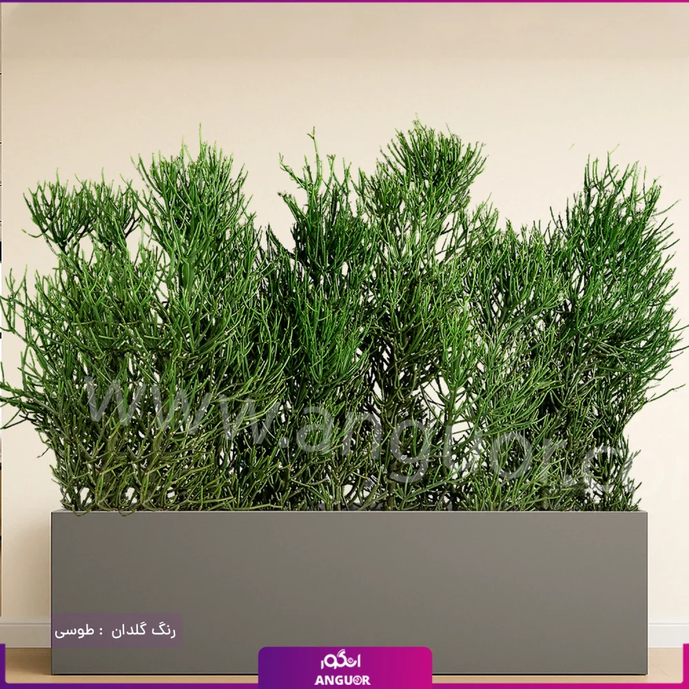 فلاور باکس افوربیا تیروکالی سایز بزرگ - Image 8