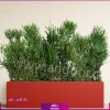 فلاور باکس افوربیا تیروکالی سایز بزرگ - Image 9