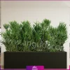 فلاور باکس افوربیا تیروکالی سایز بزرگ - Image 11