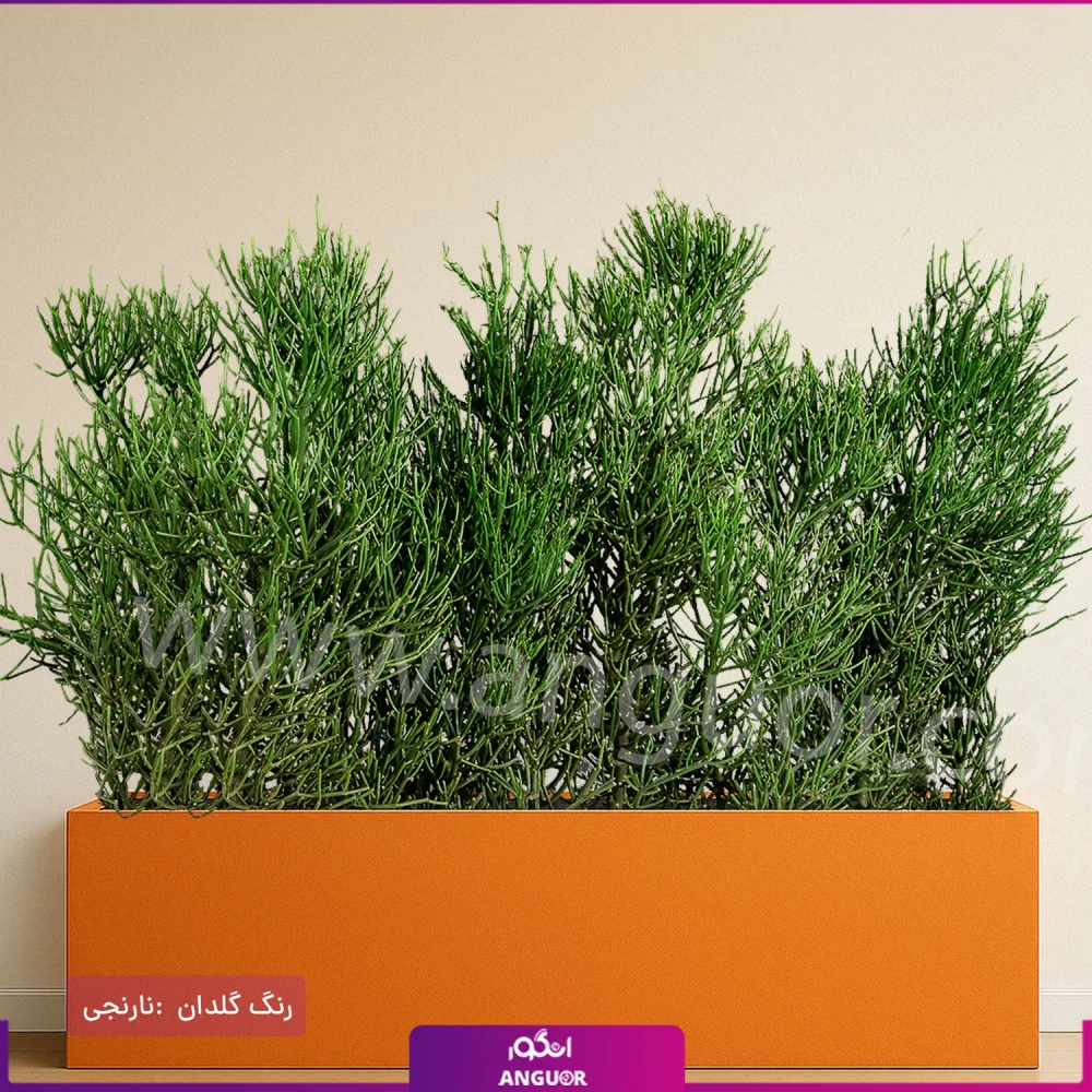 فلاور باکس افوربیا تیروکالی سایز بزرگ - Image 19