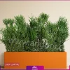فلاور باکس افوربیا تیروکالی سایز بزرگ - Image 19