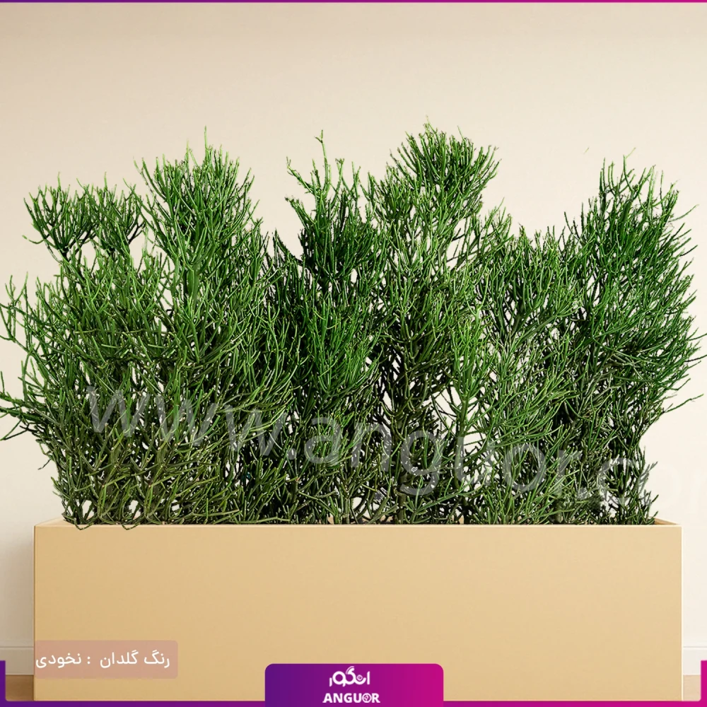 فلاور باکس افوربیا تیروکالی سایز بزرگ - Image 12