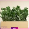 فلاور باکس افوربیا تیروکالی سایز بزرگ - Image 12