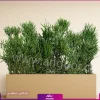 فلاور باکس افوربیا تیروکالی سایز بزرگ - Image 13