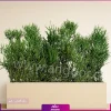 فلاور باکس افوربیا تیروکالی سایز بزرگ - Image 10
