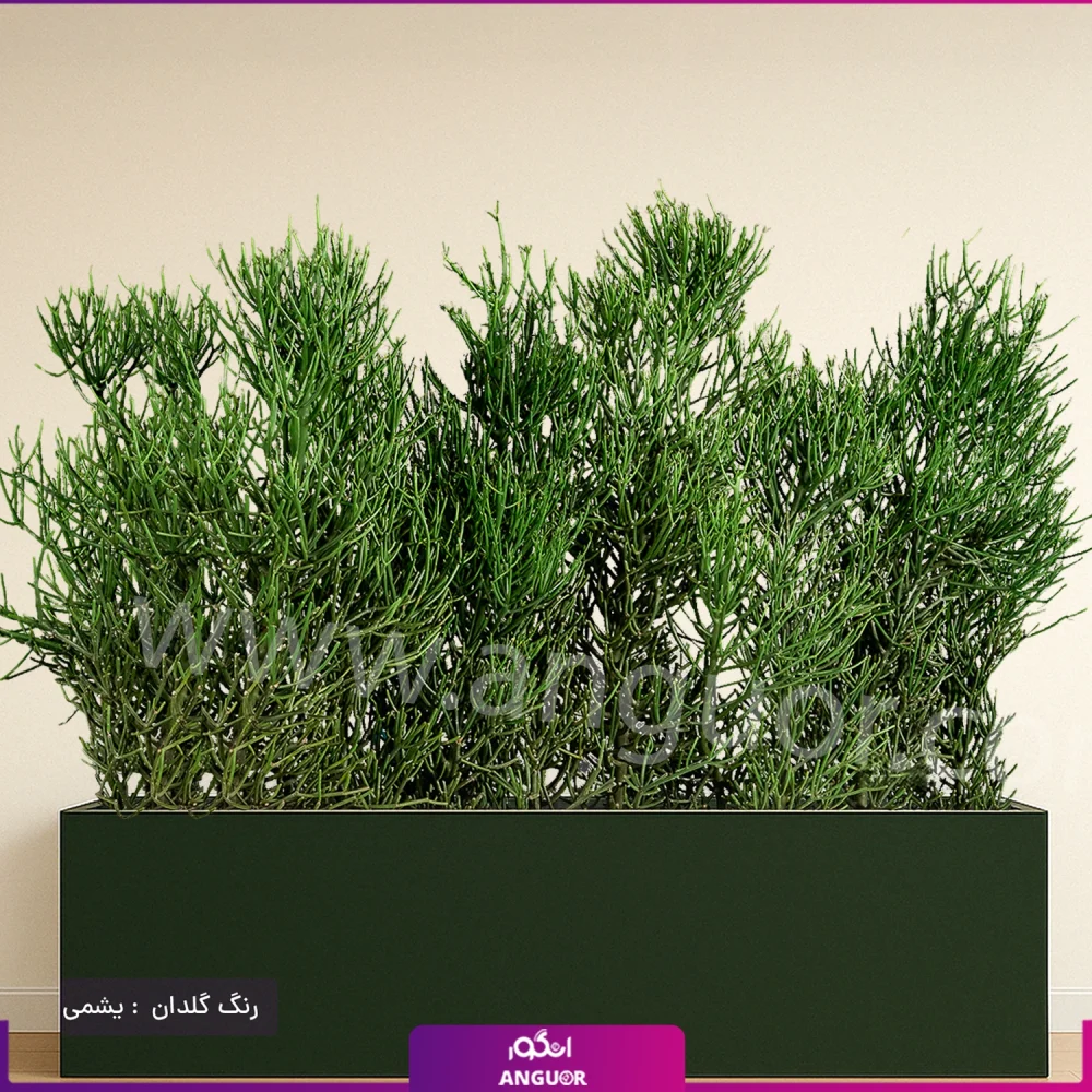 فلاور باکس افوربیا تیروکالی سایز بزرگ - Image 14