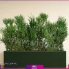فلاور باکس افوربیا تیروکالی سایز بزرگ - Image 14