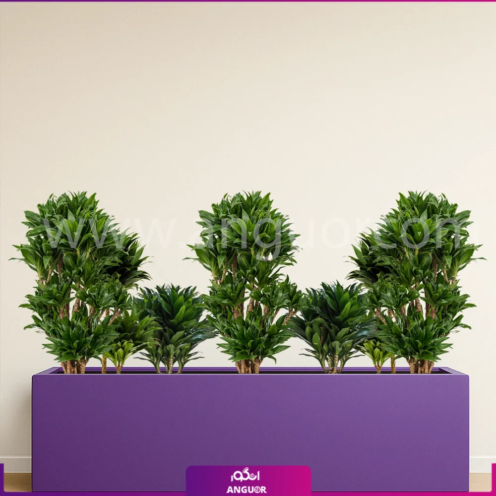 فلاور باکس بزرگ با دراسنا کامپکت - گلدان رنگ بنفش مستطیلی سایز بزرگ 150 سانتی