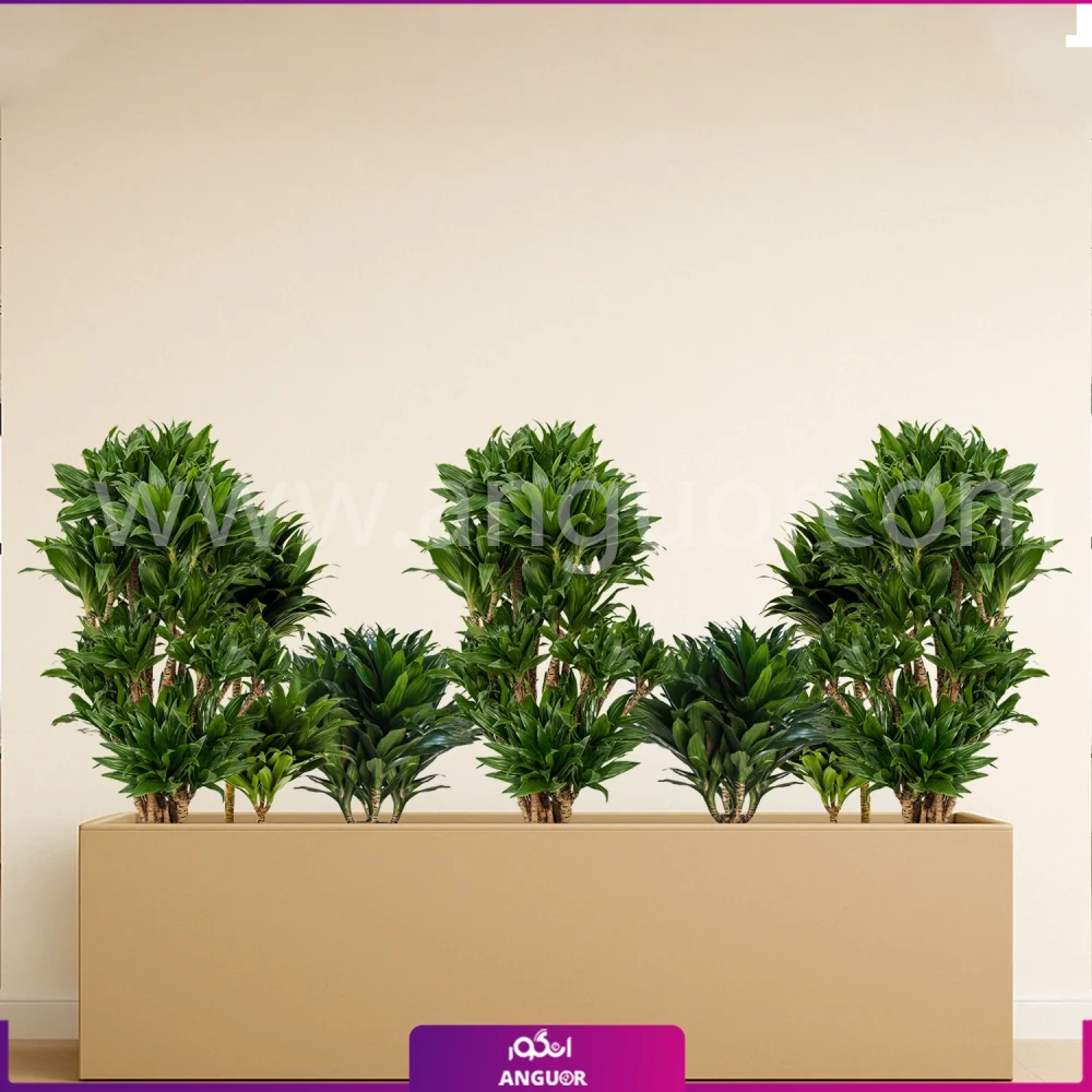 فلاور باکس بزرگ با دراسنا کامپکت - گلدان رنگ بژ مستطیلی سایز بزرگ 150 سانتی