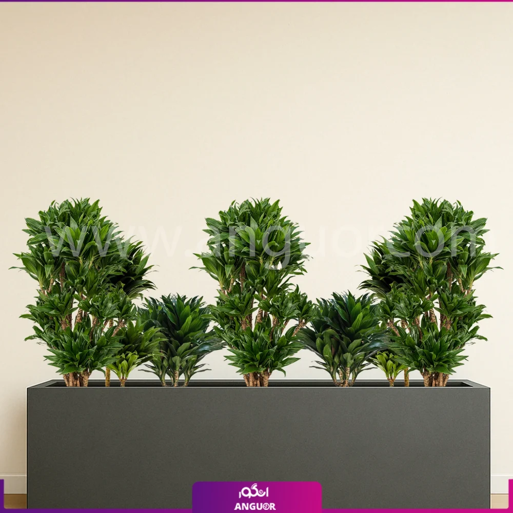 فلاور باکس بزرگ با دراسنا کامپکت - گلدان رنگ خاکستری مستطیلی سایز بزرگ 150 سانتی