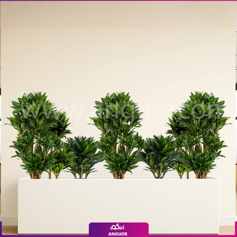 فلاور باکس بزرگ با دراسنا کامپکت - گلدان رنگ صدفی مستطیلی سایز بزرگ 150 سانتی