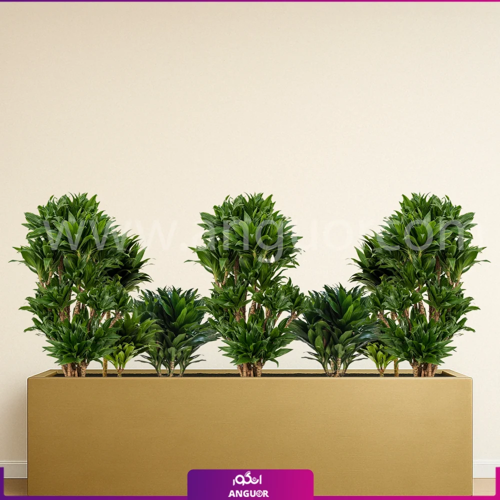 فلاور باکس بزرگ با دراسنا کامپکت - گلدان رنگ طلایی مستطیلی سایز بزرگ 150 سانتی