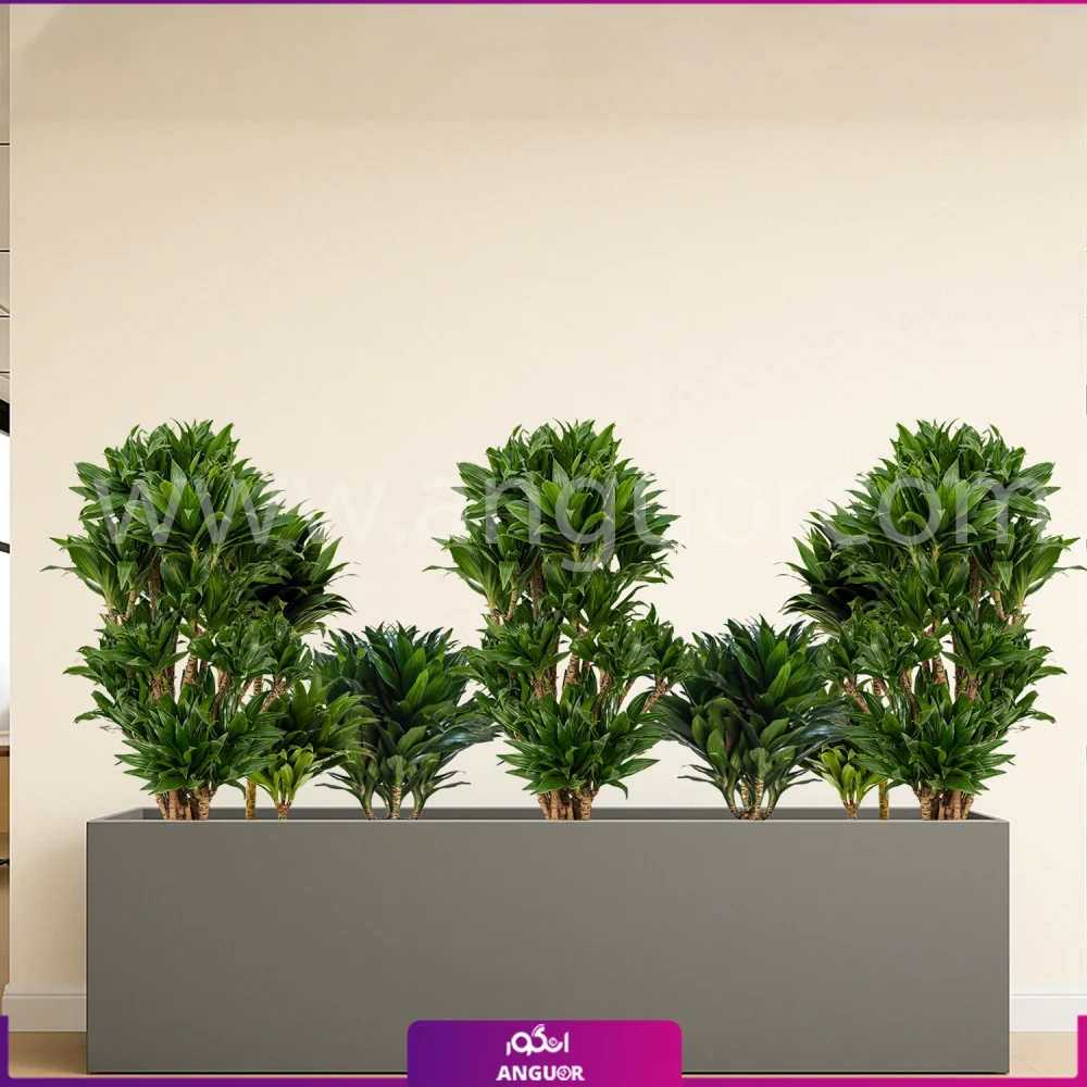 فلاور باکس بزرگ با دراسنا کامپکت - گلدان رنگ طوسی مستطیلی سایز بزرگ 150 سانتی