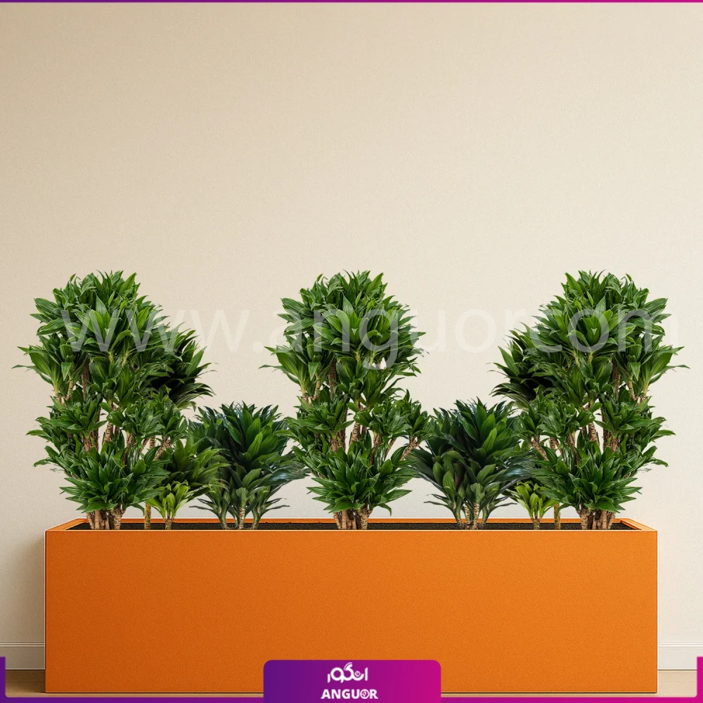 فلاور باکس بزرگ با دراسنا کامپکت - گلدان رنگ نارنجی مستطیلی سایز بزرگ 150 سانتی