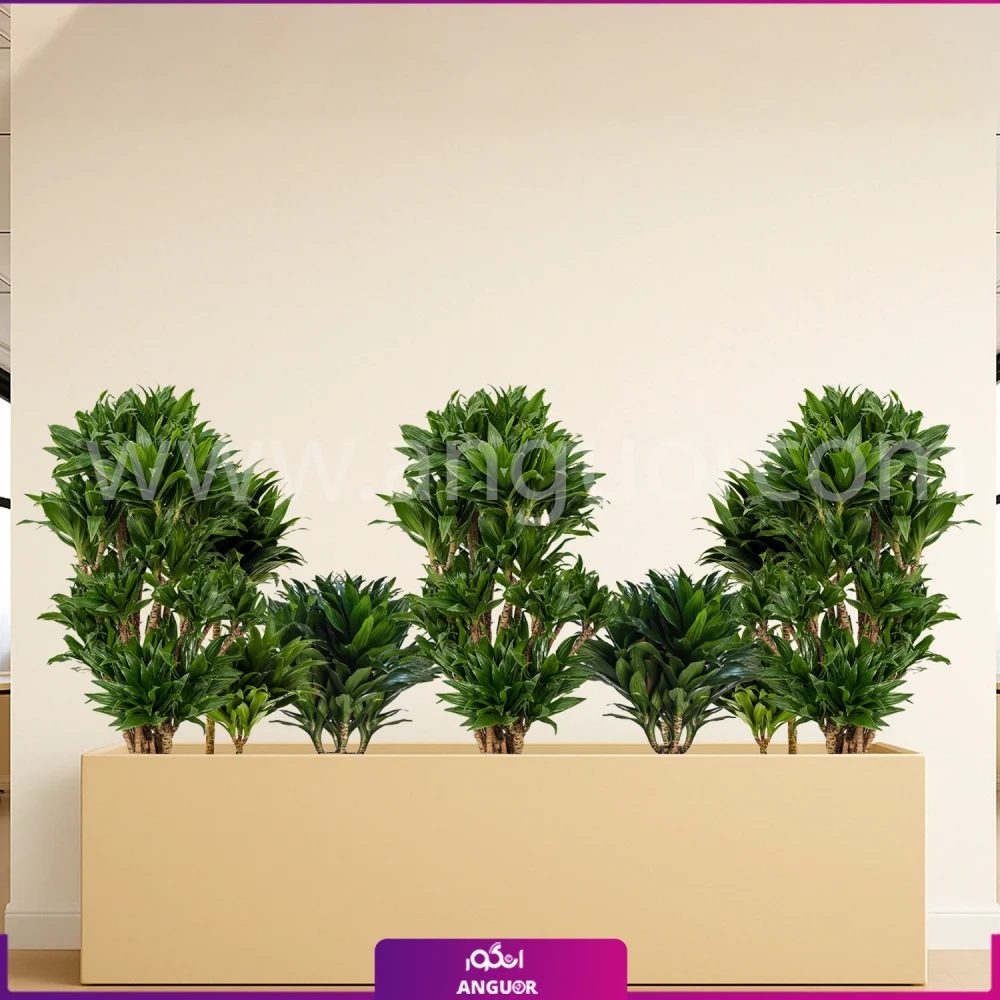 فلاور باکس بزرگ با دراسنا کامپکت - گلدان رنگ نخودی مستطیلی سایز بزرگ 150 سانتی