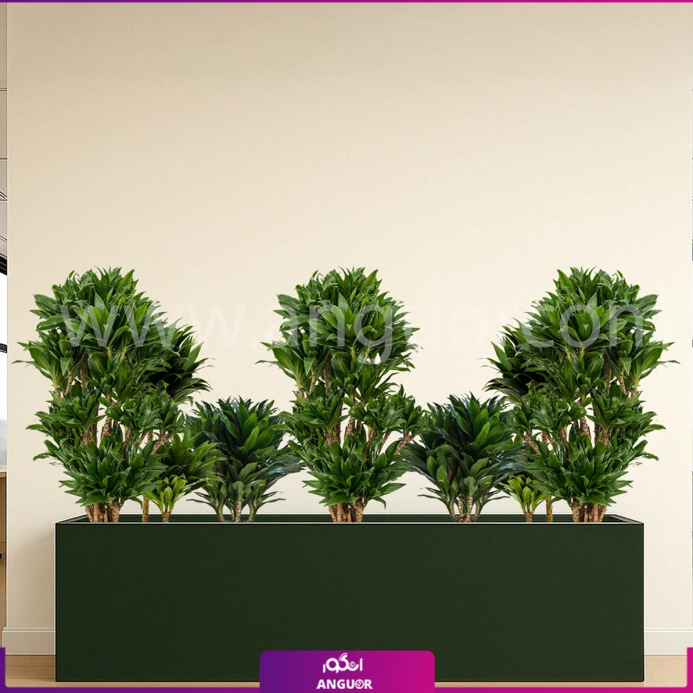 فلاور باکس بزرگ با دراسنا کامپکت - گلدان رنگ یشمی مستطیلی سایز بزرگ 150 سانتی