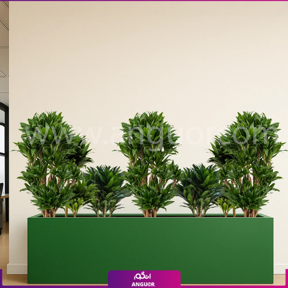 فلاور باکس بزرگ با دراسنا کامپکت - گلدان سبز مستطیلی سایز بزرگ 150 سانتی