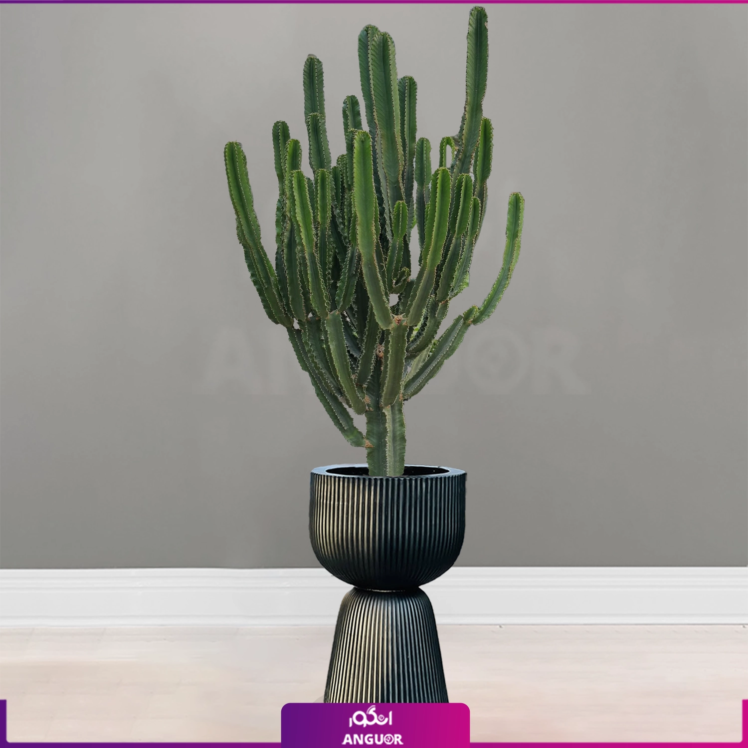 افوربیا اینگنس با گلدان فایبرگلاس طرح کمر باریک افوربیا اینگنس با گلدان فایبرگلاس طرح کمر باریک