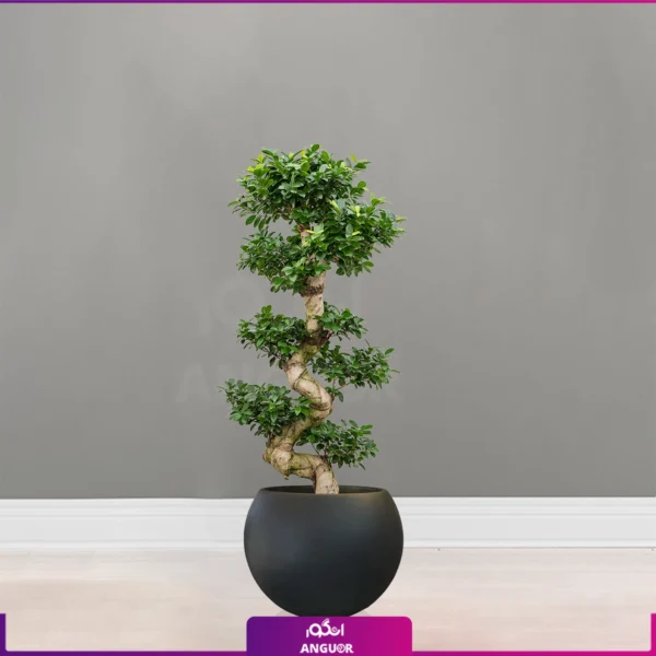 بونسایی فیکوس رتوزا با گلدان فایبرگلاس مشکی گرد