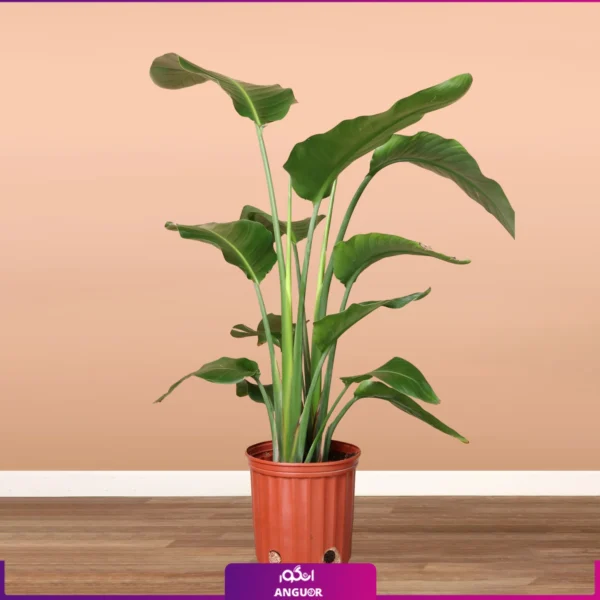 نخل نیکولای با گلدان گلخانه