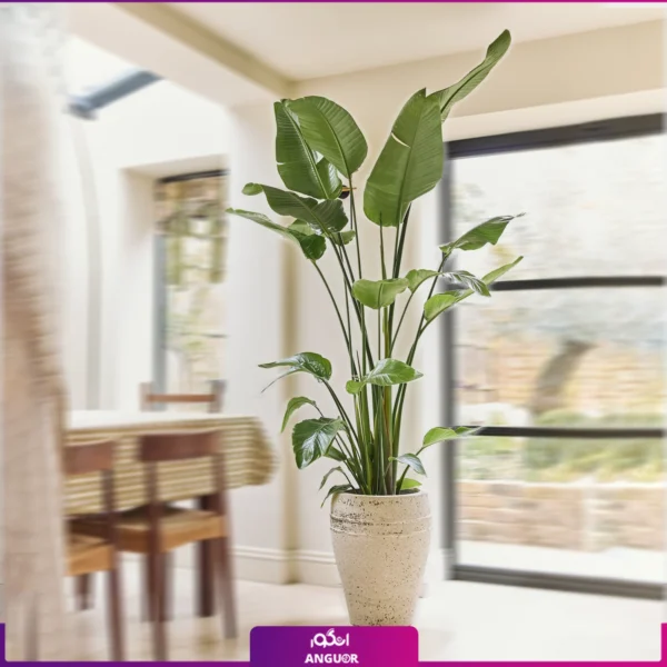 نخل نیکولای سایز بزرگ با گلدان مصری