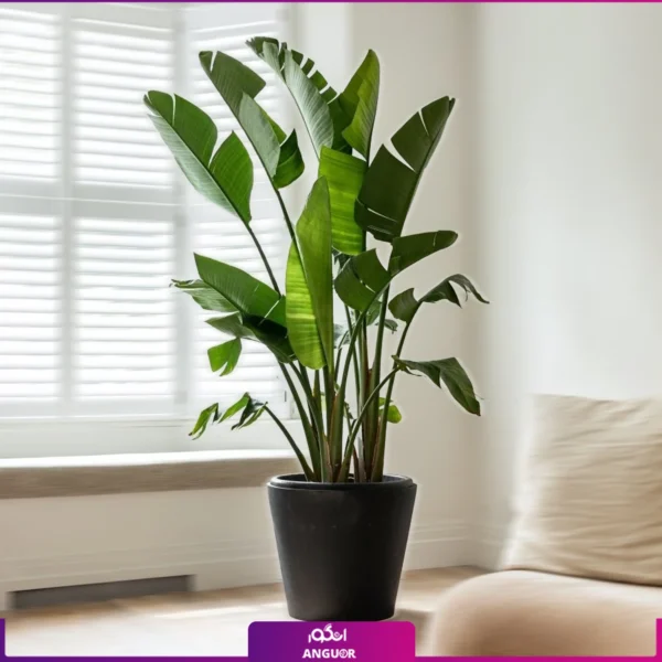 نخل نیکولای همراه با گلدان