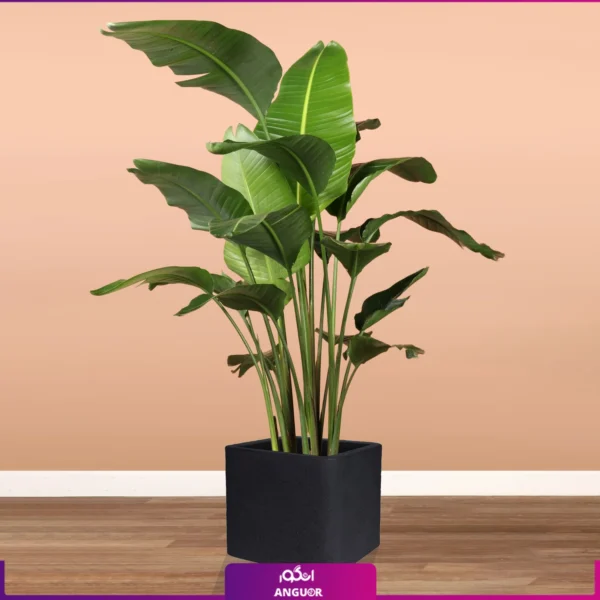 نخل نیکولای همراه با گلدان فایبرگلاس مربعی مشکی