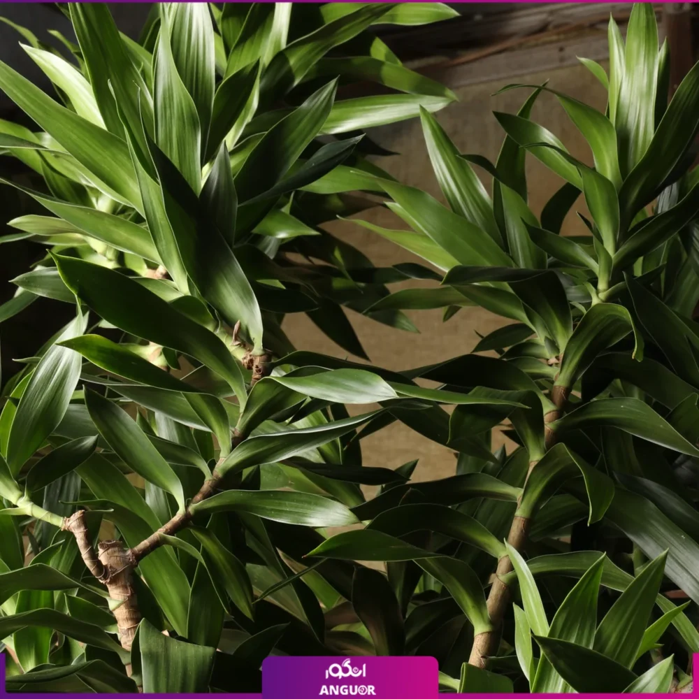 گلدان فایبرگلاس پیله موآ سایز بزرگ (رفلکسا dracaena Reflexa) - Image 2