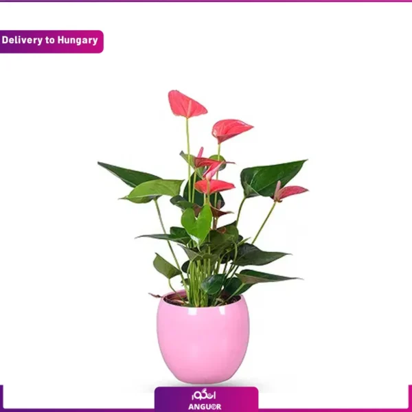 گل آنتوریوم به همراه گلدان و ارسال به مجارستان