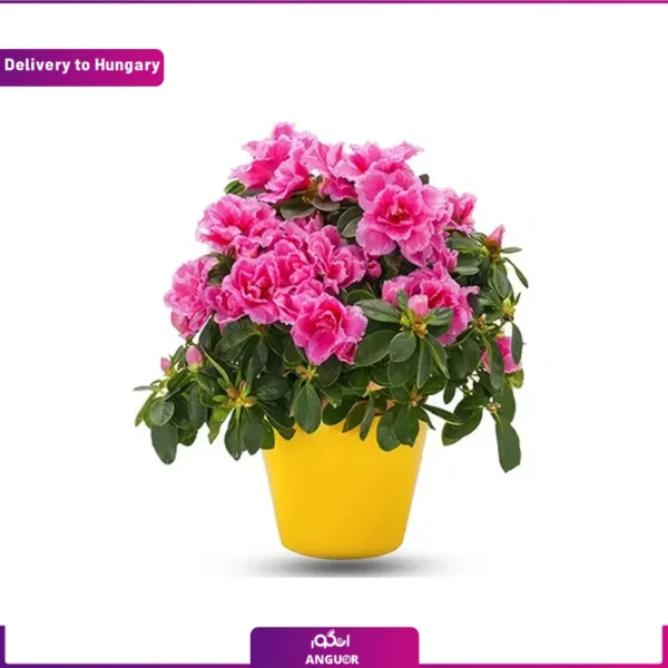 ارسال گل آزالیا به مجارستان از انگور