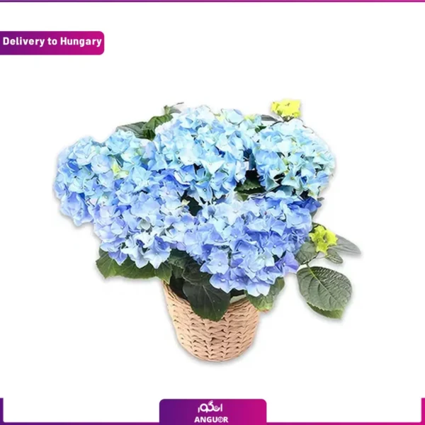 گل هورتانسیای آبی و ارسال به مجارستان از انگور