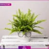 Boston Fern in Ceramic Face Pot send to UK