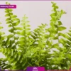 Boston Fern leaves