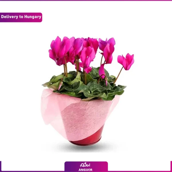 ارسال گل سیکلامن به مجارستان