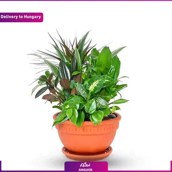 گلدان گیاهان آپارتمانی و سر سبز و ارسال به مجارستان