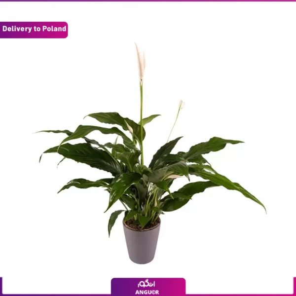 ارسال گل اسپاتی فیلوم به لهستان از انگور