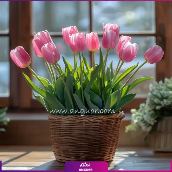 12 شاخه لاله صورتی به همراه سبد