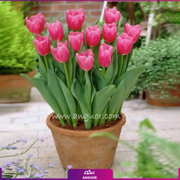 13 شاخه لاله با گلدان سفالی